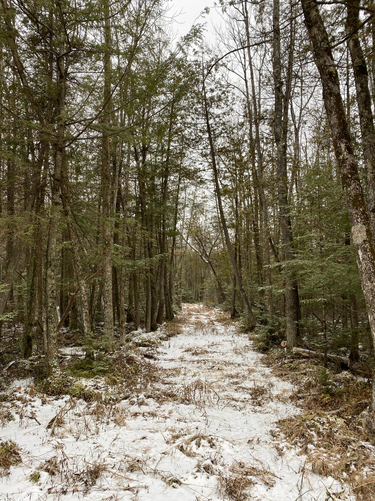 a snowmobile trail through the swamp